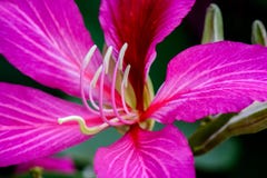 Розовый конец цветка Bauhinia вверх стоковые изображения rf Розовый конец цветка Bauhinia вверх стоковые изображения rf