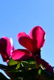 Розовый цветок cyclamen на предпосылке голубого неба стоковые изображения rf Розовый цветок cyclamen на предпосылке голубого неба стоковые изображения rf
