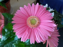 Розовый цветок gerbera внутри помещения зацветая в мае стоковые изображения Розовый цветок gerbera внутри помещения зацветая в мае стоковые изображения