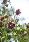 Розовый цветок Terry aquilegia на запачканной предпосылке зеленого цвета bokeh стоковое изображение Розовый цветок Terry aquilegia на запачканной предпосылке зеленого цвета bokeh стоковое изображение