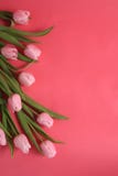 9 розовых тюльпанов стоковая фотография 9 розовых тюльпанов стоковая фотография