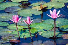 3 розовых цветка bloosom на пруде стоковое фото 3 розовых цветка bloosom на пруде стоковое фото