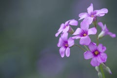 Романтичный розовый floret с предпосылкой сплошного цвета стоковая фотография rf Романтичный розовый floret с предпосылкой сплошного цвета стоковая фотография rf