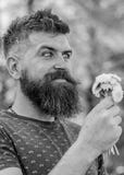 Романтичный хипстер сделал букет, зеленую предпосылку природы, defocused Бородатый человек держит желтые одуванчики стоковые фото Романтичный хипстер сделал букет, зеленую предпосылку природы, defocused Бородатый человек держит желтые одуванчики стоковые фото