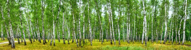 Роща на солнечный летний день, знамя березы ландшафта стоковое фото rf Роща на солнечный летний день, знамя березы ландшафта стоковое фото rf