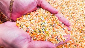 РУКА ВПОЛНЕ КРАСОЧНЫХ СЫРЫХ ЧЕЧЕВИЦ стоковое изображение rf РУКА ВПОЛНЕ КРАСОЧНЫХ СЫРЫХ ЧЕЧЕВИЦ стоковое изображение rf