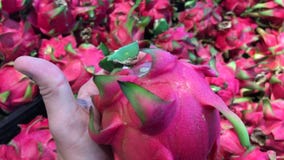 Рука человека выбирая свежий органический экзотический плодоовощ - плодоовощ дракона в супермаркете Еда фермы в Азии, Индонезии сток-видео Рука человека выбирая свежий органический экзотический плодоовощ - плодоовощ дракона в супермаркете Еда фермы в Азии, Индонезии сток-видео