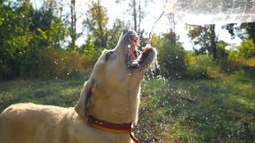 Руки воды мужского владельца лить от бутылки и его aqua золотого retriever выпивая на парке Милый labrador гасит сток-видео Руки воды мужского владельца лить от бутылки и его aqua золотого retriever выпивая на парке Милый labrador гасит сток-видео