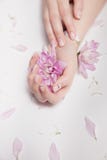 Руки женщины с обнаженным маникюром на ногтях и розовых цветках стоковая фотография Руки женщины с обнаженным маникюром на ногтях и розовых цветках стоковая фотография