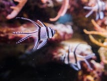 Рыбы Banggai кардинальные, вымирающие виды что только жизни в островах banggai Индонезии стоковые изображения Рыбы Banggai кардинальные, вымирающие виды что только жизни в островах banggai Индонезии стоковые изображения