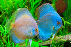 рыбы discus рыбы discus