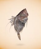 Рыбы Dory Faber Джона Зевса, изолированные на беже стоковое фото rf Рыбы Dory Faber Джона Зевса, изолированные на беже стоковое фото rf