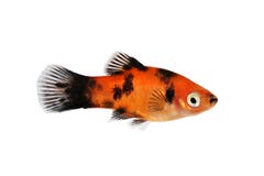 Рыбы аквариума красного черного maculatus Xiphophorus platy мужского тропические стоковые фото Рыбы аквариума красного черного maculatus Xiphophorus platy мужского тропические стоковые фото