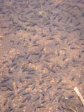 Рыбы небольшие много в озере стоковые фотографии rf Рыбы небольшие много в озере стоковые фотографии rf
