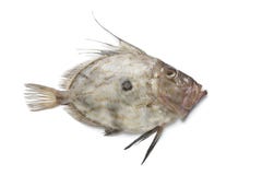 рыбы свежий john dory стоковая фотография rf рыбы свежий john dory стоковая фотография rf