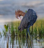 Рыжеватый Egret прихорашиваясь в отливе, Флориде стоковые изображения rf Рыжеватый Egret прихорашиваясь в отливе, Флориде стоковые изображения rf