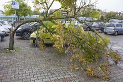 Сломленное дерево после hailstorm стоковая фотография Сломленное дерево после hailstorm стоковая фотография