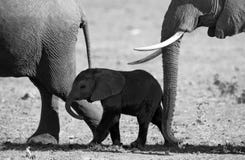 Слон младенца оно идет близко к его матери вышесказанного Кения Танзания serengeti Maasai Mara стоковое изображение rf Слон младенца оно идет близко к его матери вышесказанного Кения Танзания serengeti Maasai Mara стоковое изображение rf