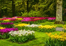 Садовничайте в Keukenhof, красочных цветках тюльпана и деревьях Нидерланды Стоковые Фотографии RF Садовничайте в Keukenhof, красочных цветках тюльпана и деревьях Нидерланды Стоковые Фотографии RF