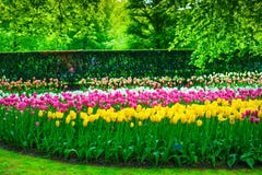 Садовничайте в Keukenhof, цветках тюльпана и деревьях. Нидерланды стоковые изображения rf Садовничайте в Keukenhof, цветках тюльпана и деревьях. Нидерланды стоковые изображения rf