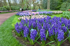 САД KEUKENHOF, НИДЕРЛАНДЫ - 8-ОЕ АПРЕЛЯ: Keukenhof цветочный сад мира самый большой с 7 миллионов шариками цветка на зоне стоковая фотография САД KEUKENHOF, НИДЕРЛАНДЫ - 8-ОЕ АПРЕЛЯ: Keukenhof цветочный сад мира самый большой с 7 миллионов шариками цветка на зоне стоковая фотография