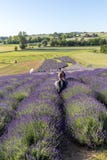 Сад ` вполне ` лаванды аранжировал Барбарой и Andrzej Olender в ³ w Ostrà 40 km от Кракова Запах и цвет lavende стоковые изображения rf Сад ` вполне ` лаванды аранжировал Барбарой и Andrzej Olender в ³ w Ostrà 40 km от Кракова Запах и цвет lavende стоковые изображения rf