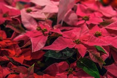 Садовничайте с красными цветками poinsettia или звездой рождества стоковое фото Садовничайте с красными цветками poinsettia или звездой рождества стоковое фото