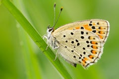 Сажная медь, tityrus голубянок, живая природа, бабочка, чех стоковое фото rf Сажная медь, tityrus голубянок, живая природа, бабочка, чех стоковое фото rf