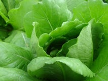 Салат Butterhead с плотными листьями с ярким ым-зелен цветом стоковая фотография Салат Butterhead с плотными листьями с ярким ым-зелен цветом стоковая фотография