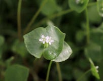 Салат горнорабочего, портулак зимы, perfoliata Claytonia Вы можете использовать их в салатах свежего овоща Портулак зимы стоковое изображение Салат горнорабочего, портулак зимы, perfoliata Claytonia Вы можете использовать их в салатах свежего овоща Портулак зимы стоковое изображение