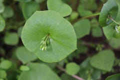 Салат горнорабочего, портулак зимы, perfoliata Claytonia Вы можете использовать их в салатах свежего овоща Портулак зимы стоковые изображения rf Салат горнорабочего, портулак зимы, perfoliata Claytonia Вы можете использовать их в салатах свежего овоща Портулак зимы стоковые изображения rf