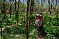 Сафари на слонах в роще Brasiliensis гевеи Слон носит несколько молодые люди задний взгляд стоковое изображение rf Сафари на слонах в роще Brasiliensis гевеи Слон носит несколько молодые люди задний взгляд стоковое изображение rf