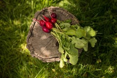 Свежее, весна, органический, красный пук редисок и зеленые листья Свежие овощи аранжировали на предпосылке зеленой травы стоковые фото Свежее, весна, органический, красный пук редисок и зеленые листья Свежие овощи аранжировали на предпосылке зеленой травы стоковые фото