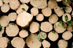 Свежее деревянное естественное спилило журналы крупный план, текстуру для предпосылки, взгляда сверху, плоского положенного фото стоковое изображение Свежее деревянное естественное спилило журналы крупный план, текстуру для предпосылки, взгляда сверху, плоского положенного фото стоковое изображение
