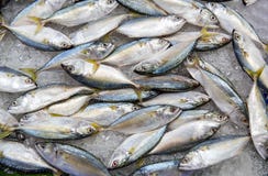 Свежее мясо тунца в рынке Свежие рыбы на рынке морепродуктов, традиционные рыбы скумбрии в рынке r стоковое фото rf Свежее мясо тунца в рынке Свежие рыбы на рынке морепродуктов, традиционные рыбы скумбрии в рынке r стоковое фото rf