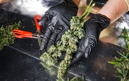 Свежие бутоны марихуаны внутри укомплектовывают личным составом руки Свежий сбор конопли стоковое фото rf Свежие бутоны марихуаны внутри укомплектовывают личным составом руки Свежий сбор конопли стоковое фото rf