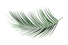 Листья ладони Листья ладони