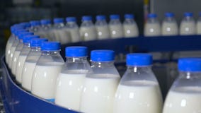 Свежие молочные продучты, бутылки двигая дальше транспортер Завод молочных продуктов Свежие молочные продучты, бутылки двигая дальше транспортер Завод молочных продуктов