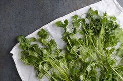 Свежий скомплектовал cilantro суша на белом полотенце кухни и сельской темной таблице стоковое изображение rf Свежий скомплектовал cilantro суша на белом полотенце кухни и сельской темной таблице стоковое изображение rf