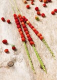 Свежо скомплектовал красно- очень вкусные дикие клубники на стержнях травы стоковые фотографии rf Свежо скомплектовал красно- очень вкусные дикие клубники на стержнях травы стоковые фотографии rf