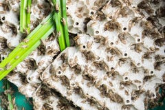 Сверчки, насекомые птицы которые подают для того чтобы зажарить и съесть как закуска стоковые изображения rf Сверчки, насекомые птицы которые подают для того чтобы зажарить и съесть как закуска стоковые изображения rf
