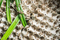 Сверчки, насекомые птицы которые подают для того чтобы зажарить и съесть как закуска стоковые фотографии rf Сверчки, насекомые птицы которые подают для того чтобы зажарить и съесть как закуска стоковые фотографии rf