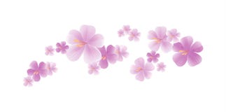 Свет летания - фиолетовые фиолетовые цветки изолированные на белой предпосылке цветки Apple-вала Цветение вишни Cmyk EPS 10 векто Стоковая Фотография RF Свет летания - фиолетовые фиолетовые цветки изолированные на белой предпосылке цветки Apple-вала Цветение вишни Cmyk EPS 10 векто Стоковая Фотография RF
