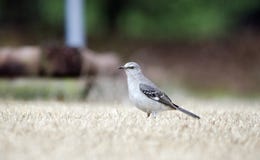 Северное звероловство пересмешника для черепашок на лужайке Georgia стоковые изображения Северное звероловство пересмешника для черепашок на лужайке Georgia стоковые изображения