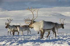 Северные олени в окружающей среде, зоне Tromso, северной Норвегии стоковая фотография rf Северные олени в окружающей среде, зоне Tromso, северной Норвегии стоковая фотография rf
