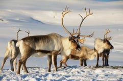 Северные олени в окружающей среде, зоне Tromso, северной Норвегии стоковое изображение rf Северные олени в окружающей среде, зоне Tromso, северной Норвегии стоковое изображение rf