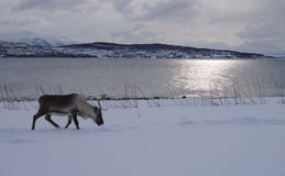 Северный олень идя в снег для еды с горами и морем стоковые изображения Северный олень идя в снег для еды с горами и морем стоковые изображения