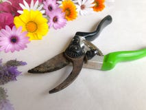 Секаторы и красочные цветки весны на белизне стоковые изображения rf Секаторы и красочные цветки весны на белизне стоковые изображения rf