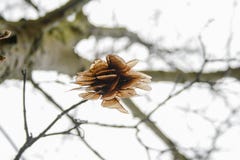 Семена клена в дереве около, который нужно упасть, в форме вертолета стоковое изображение rf Семена клена в дереве около, который нужно упасть, в форме вертолета стоковое изображение rf