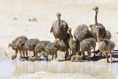 Семья питьевой воды страусов от бассейна в горячем солнце Стоковая Фотография Семья питьевой воды страусов от бассейна в горячем солнце Стоковая Фотография